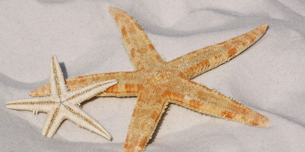 starfish